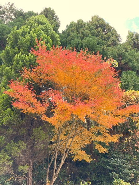 紅葉.jpg