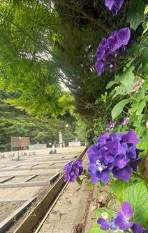 合同と紫陽花.jpg